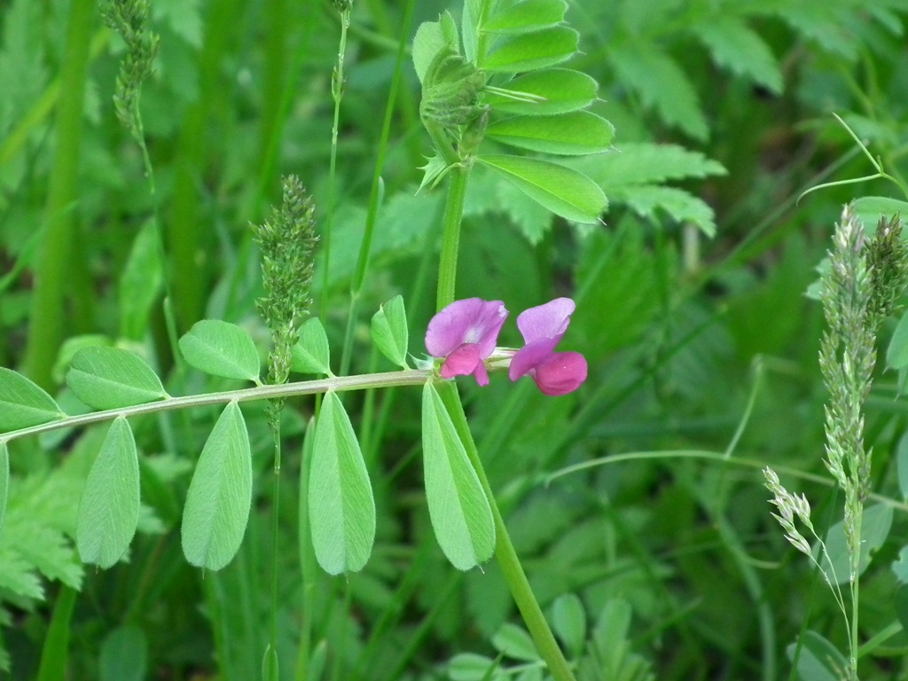 Vicia sativa / Veccia dolce